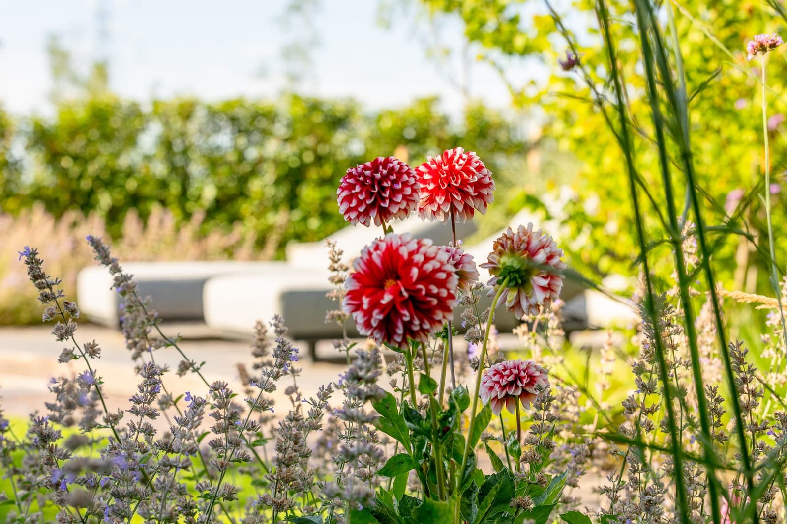 Aangelegde tuin met zwembad in Valburg door Van Rijbroek Hoveniers — foto 17 van 20